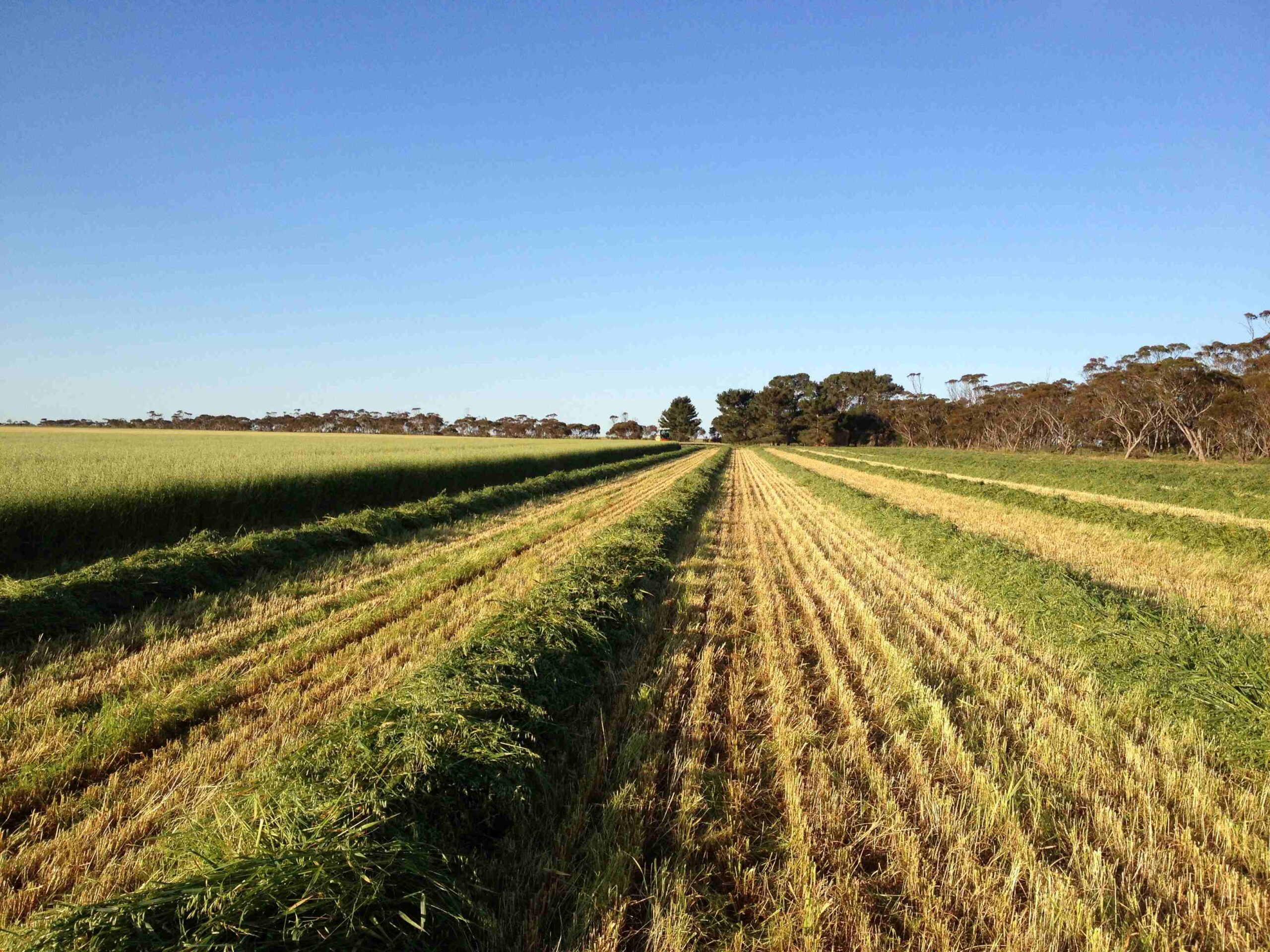 Canola Windrow